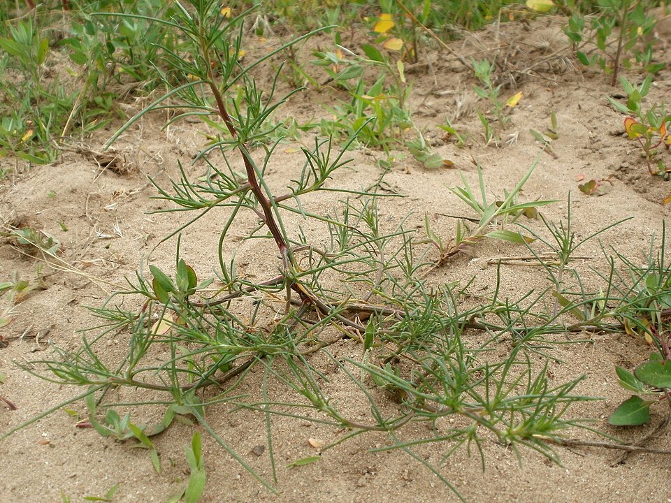Salsola tragus (Prickly Russian Thistle) (alternate view 8)