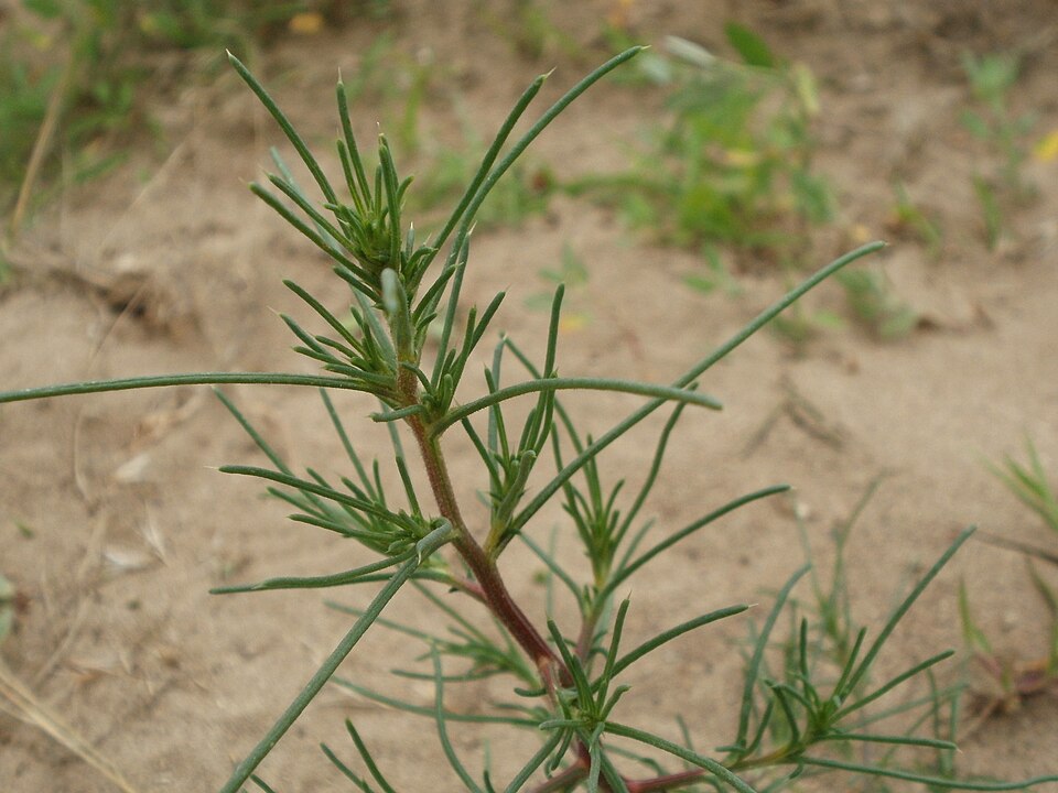 Salsola tragus (Prickly Russian Thistle) (alternate view 9)