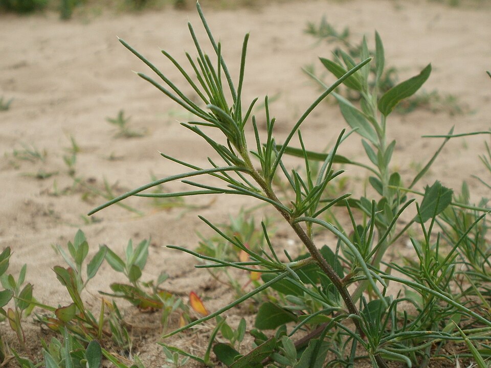 Salsola tragus (Prickly Russian Thistle) (alternate view 10)