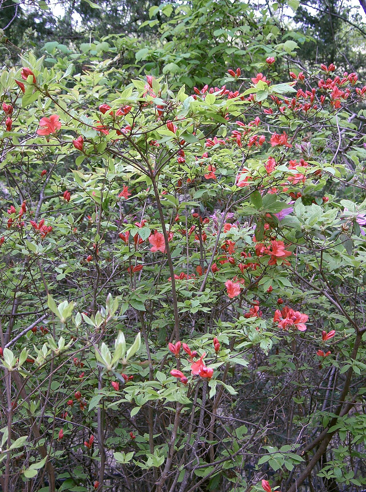 Rhododendron kaempferi, Kaempfer azalea — upright semi-evergreen (Ericaceae) (image 2 of 10)