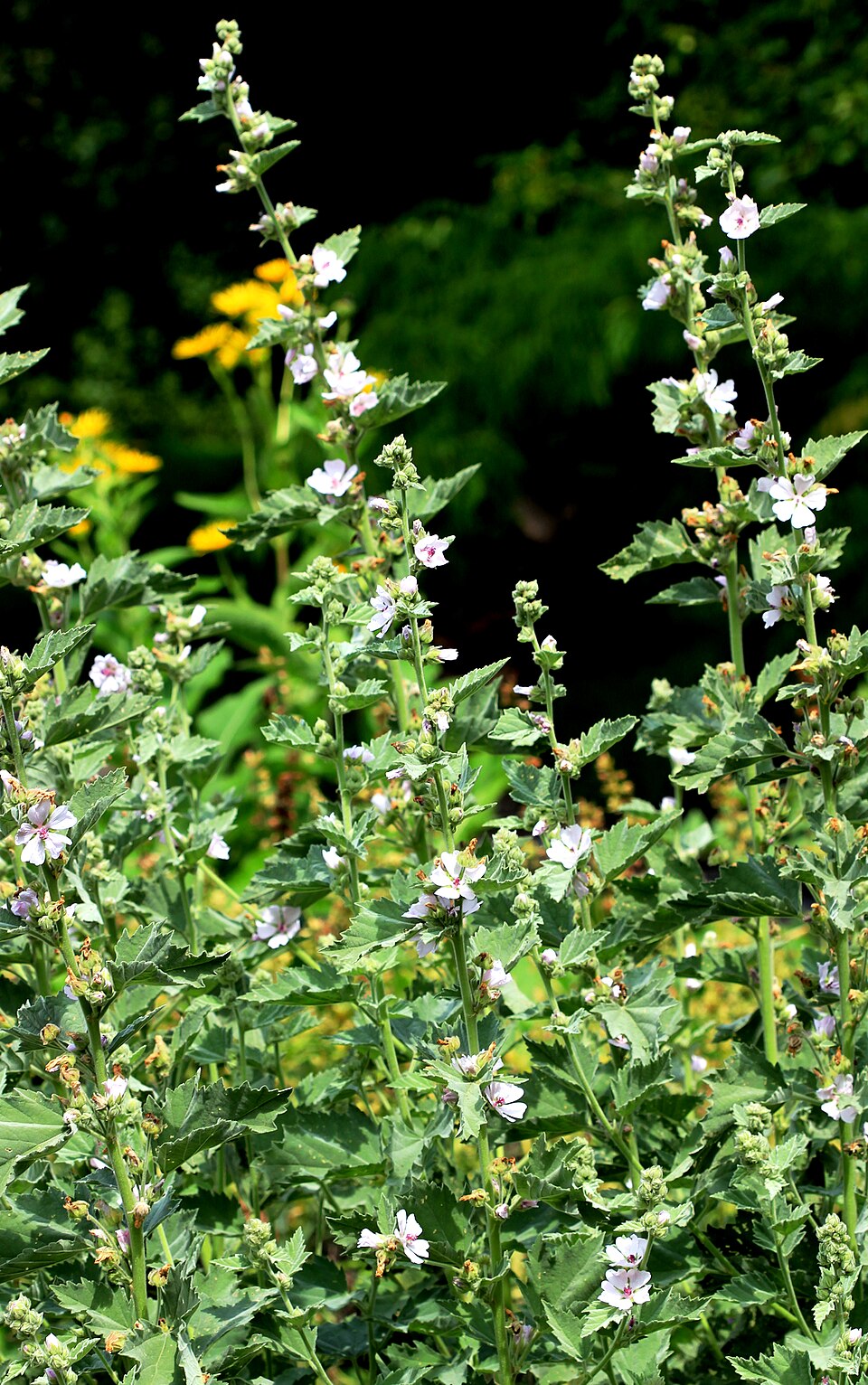 Althaea officinalis (marsh mallow) (alternate view 9)