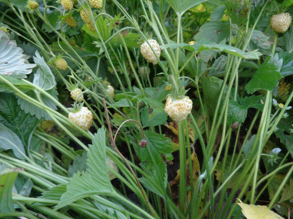 Fragaria ananassa, Garden strawberry — spreading semi-evergreen (Rosaceae) (image 6 of 9)