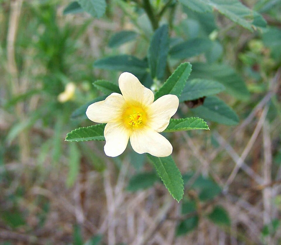 Sida rhombifolia (Cuban jute) (alternate view 6)