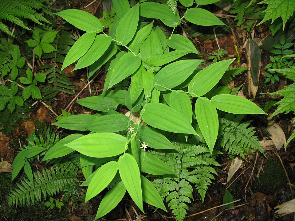 Streptopus amplexifolius (white twisted-stalk) (alternate view 9)