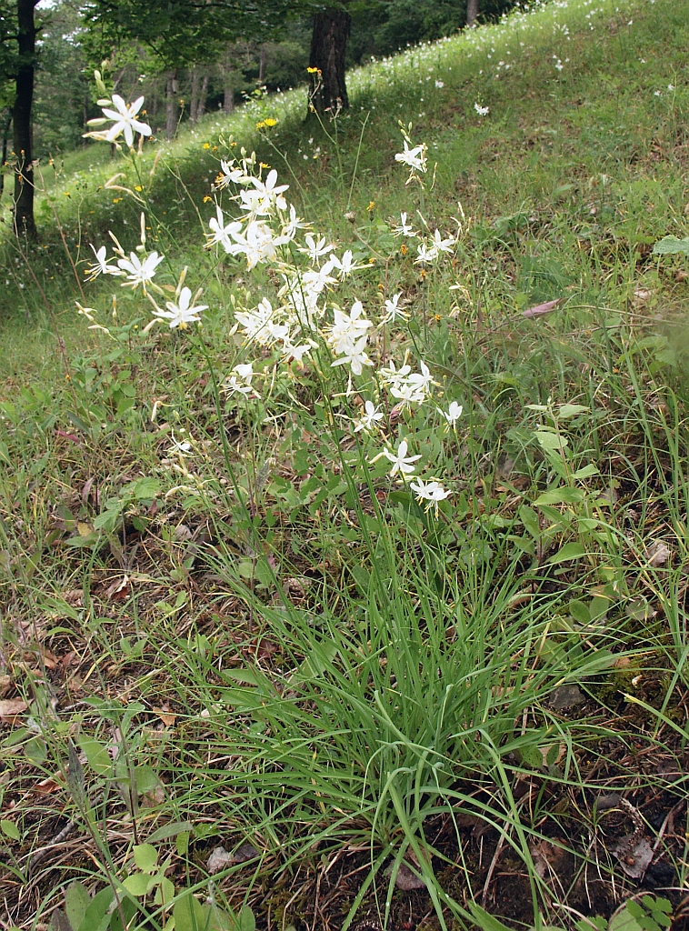 Anthericum ramosum (alternate view 4)