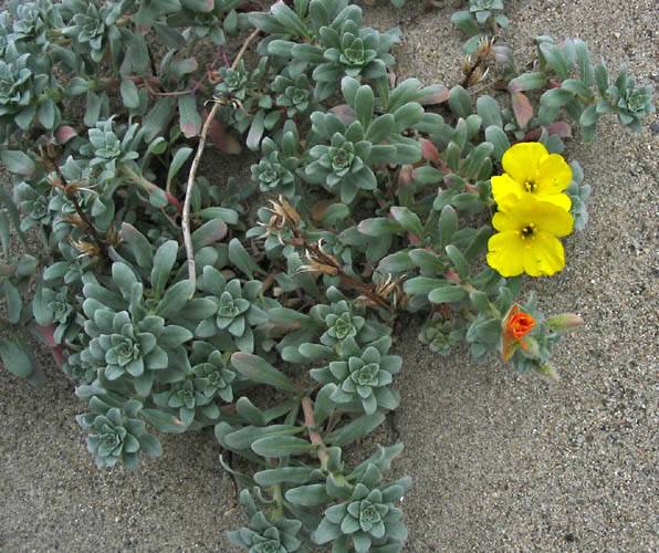 Camissoniopsis cheiranthifolia (beach suncup) (alternate view 6)