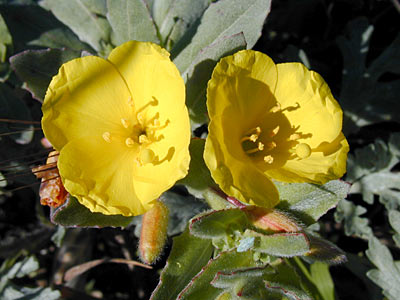Camissoniopsis cheiranthifolia (beach suncup) (alternate view 7)