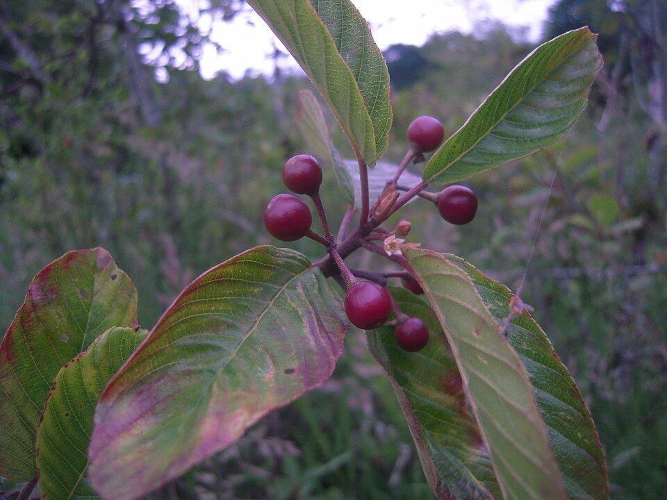 Frangula purshiana (cascara) (alternate view 7)