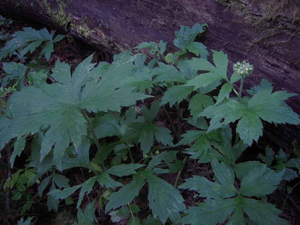 Hydrophyllum tenuipes (Pacific waterleaf) (alternate view 10)