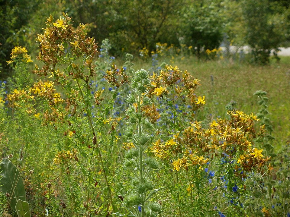 Hypericum perforatum (common St. Johnswort) (alternate view 9)