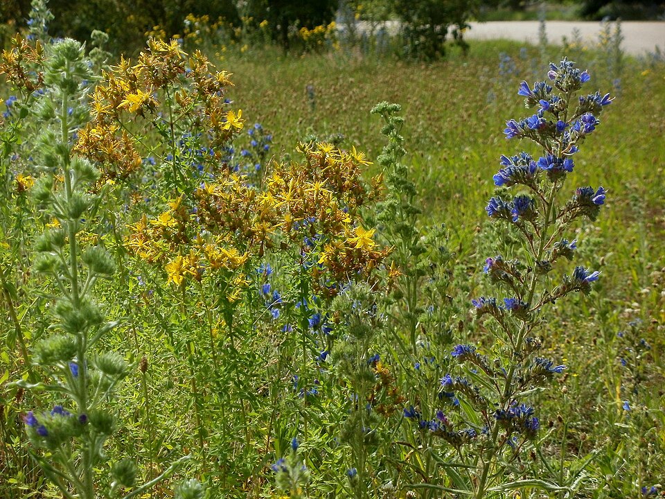 Hypericum perforatum (common St. Johnswort) (alternate view 10)