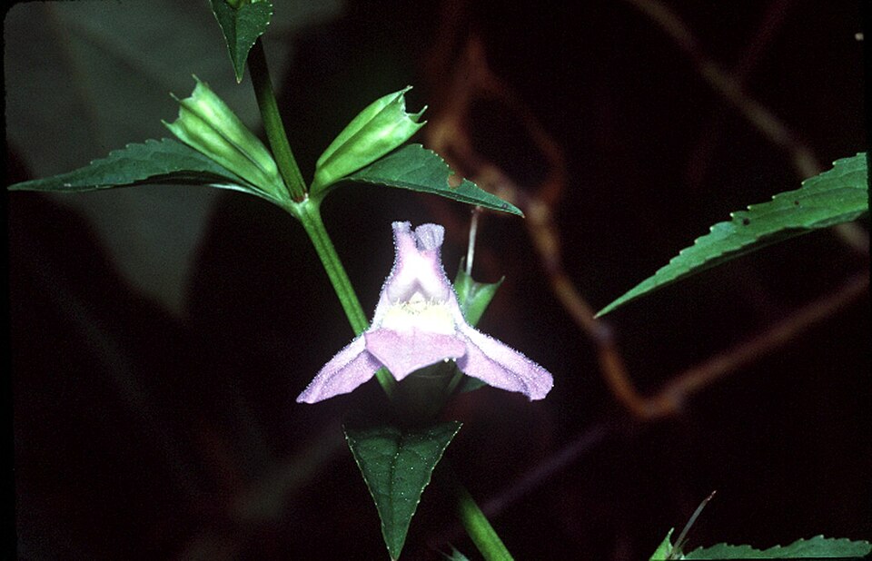 Mimulus alatus (sharpwing monkeyflower)