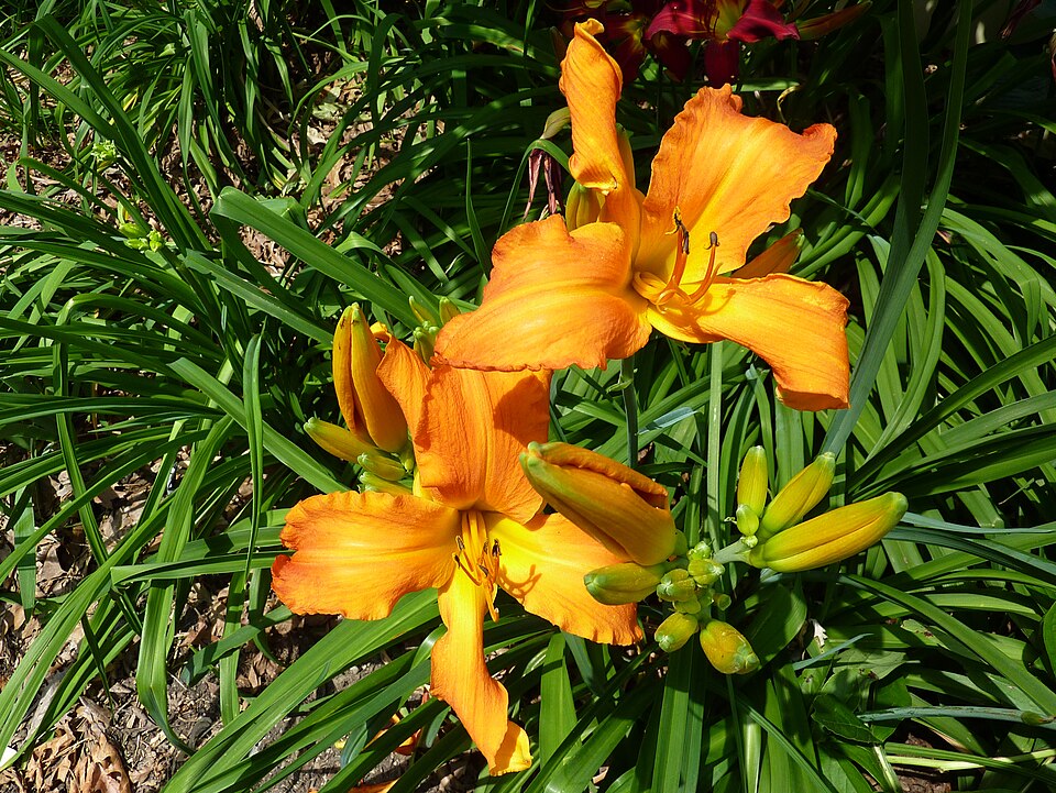 Hemerocallis 'Primal Scream' (Primal Scream Daylily)