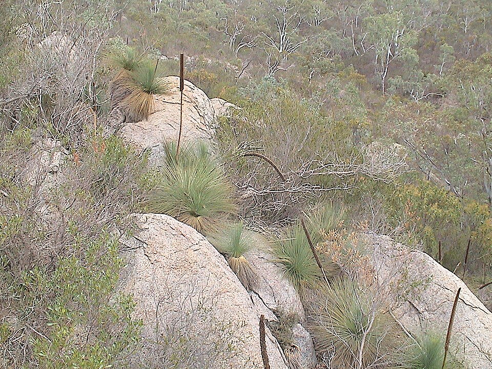 Xanthorrhoea quadrangulata (Yacka) (alternate view 10)