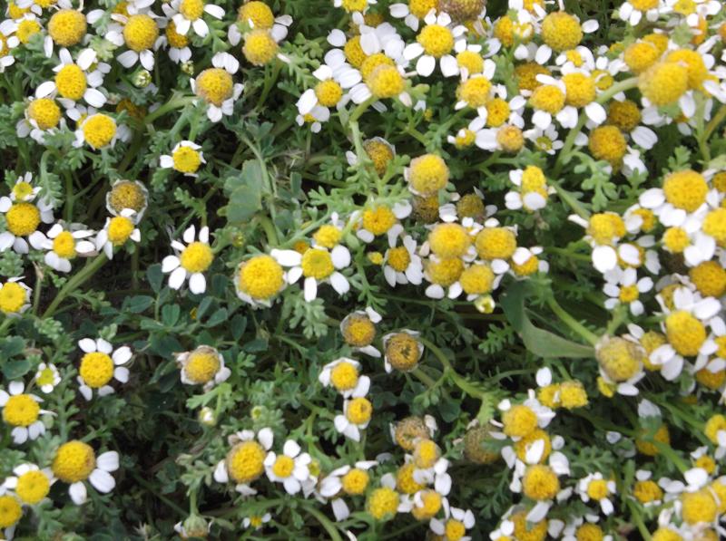 Matricaria chamomilla (German Chamomile)