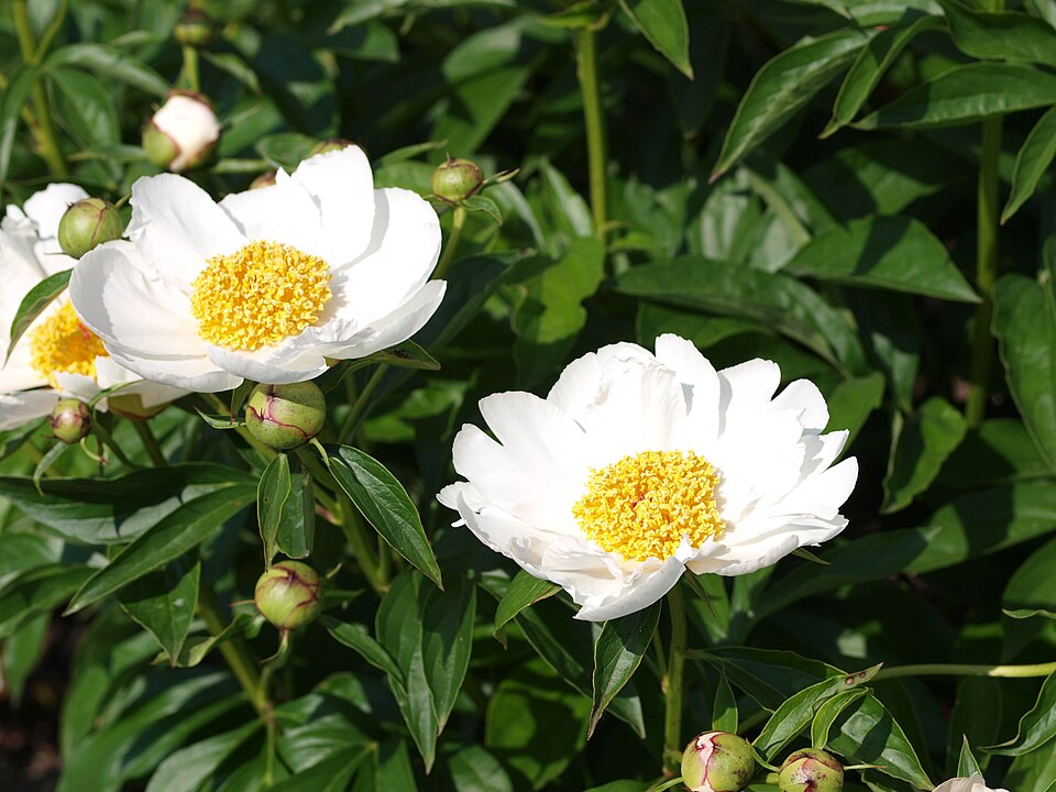 Paeonia 'Krinkled White' (Krinkled White Peony)