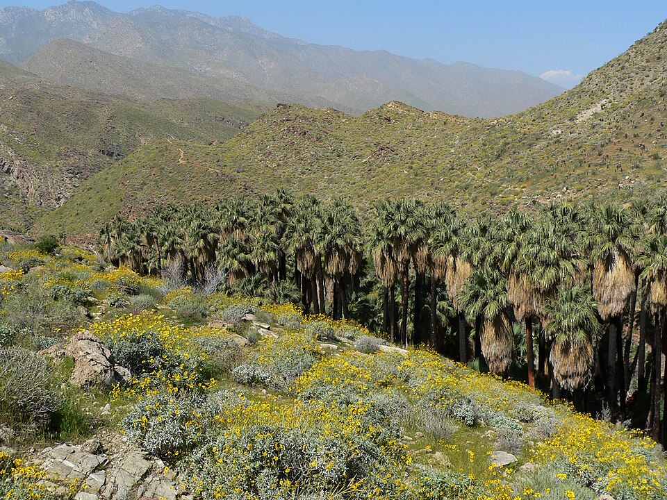 Washingtonia filifera (California fan palm) (alternate view 3)
