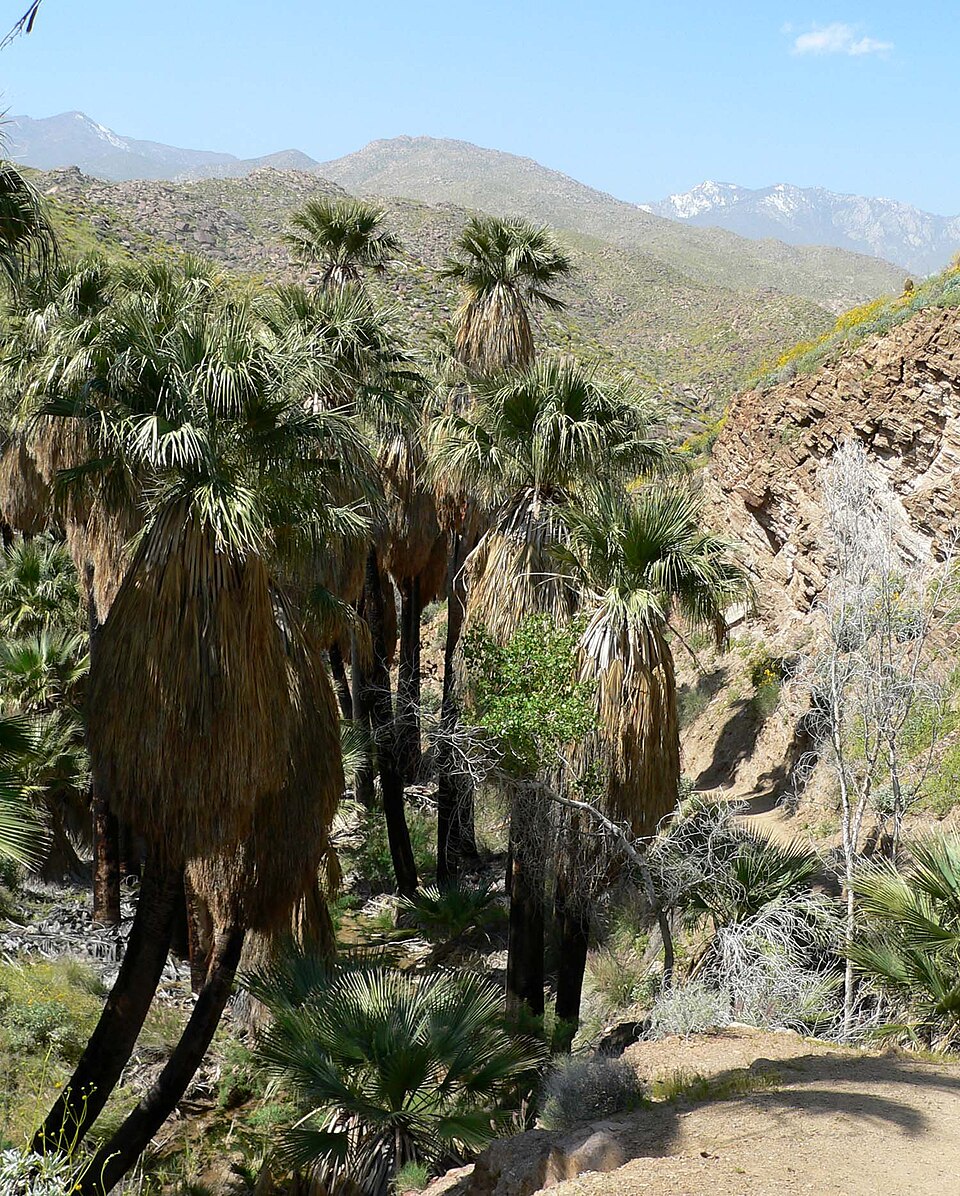 Washingtonia filifera (California fan palm) (alternate view 4)