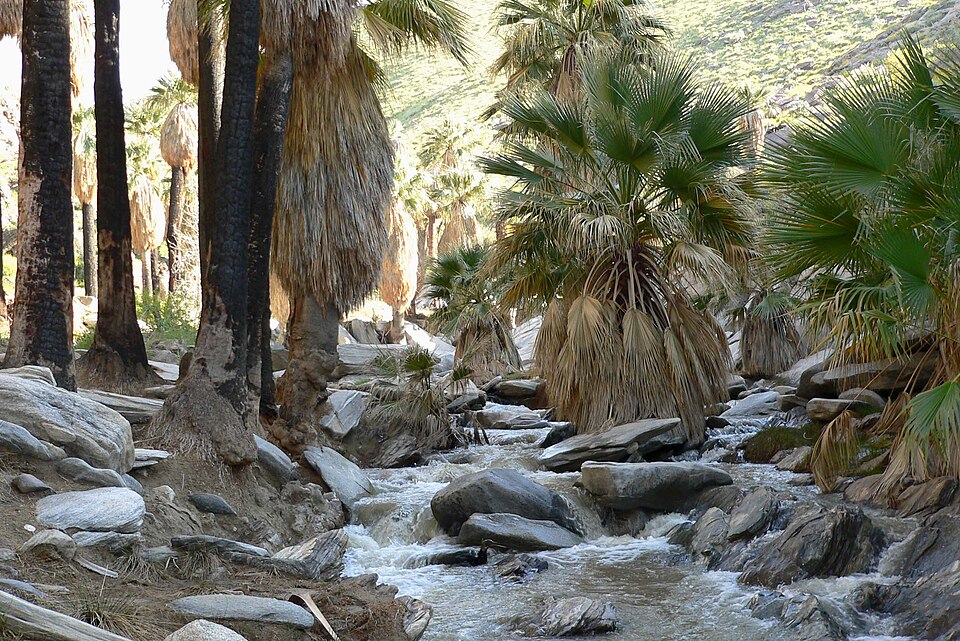 Washingtonia filifera (California fan palm) (alternate view 5)