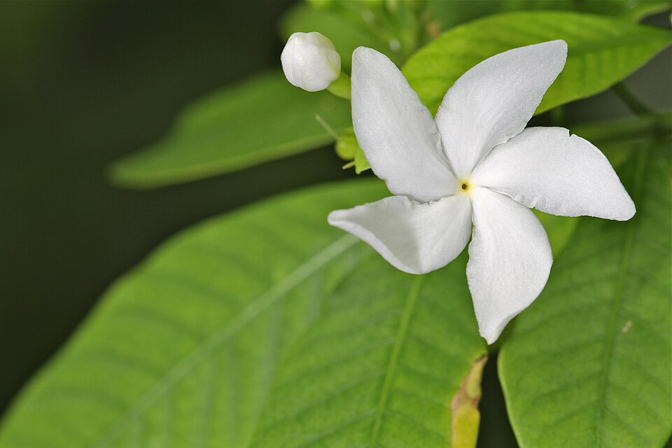 Tabernaemontana pandacaqui (Banana Bush)