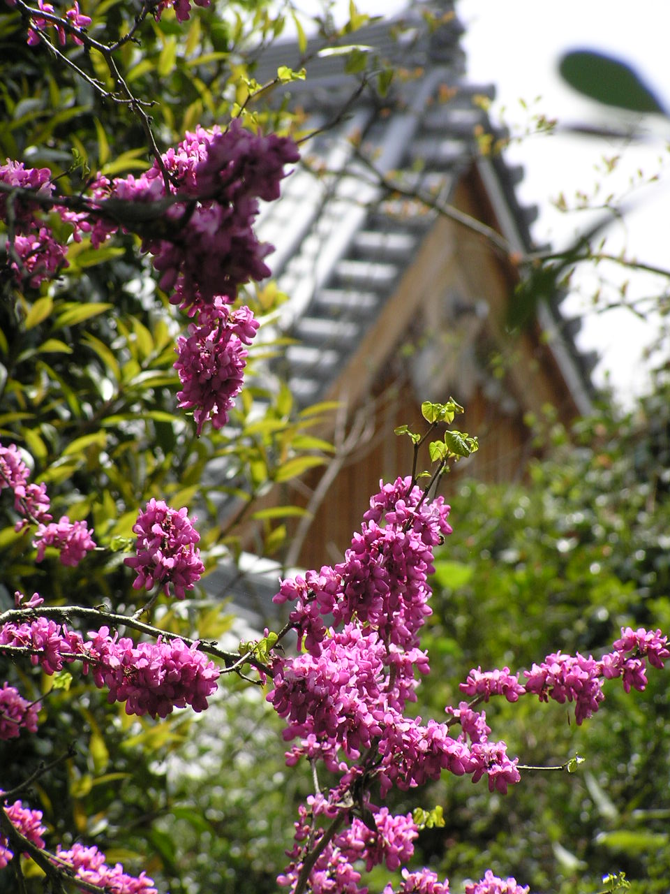 Cercis chinensis, Chinese redbud — upright deciduous (Fabaceae) (image 2 of 10)