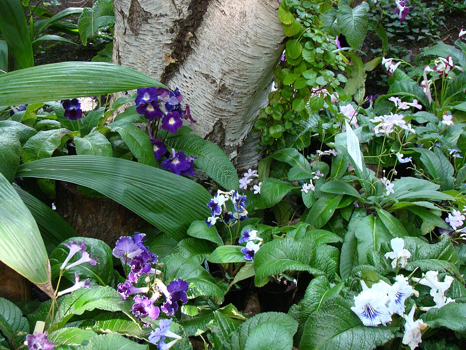 Streptocarpus (African Primrose)