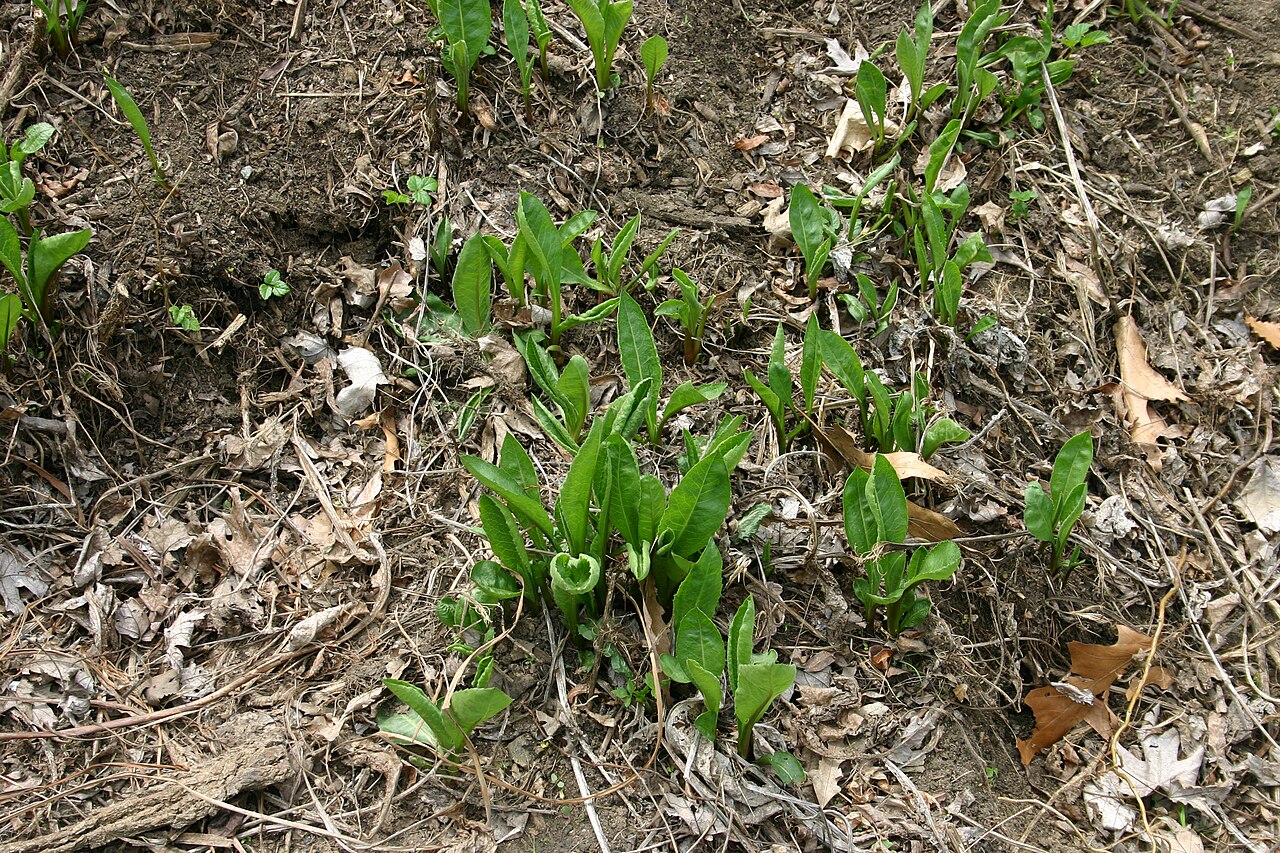 Aster tataricus, Tatarian aster — spreading deciduous (Asteraceae) (image 4 of 10)