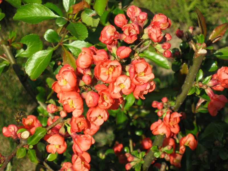 Chaenomeles japonica, Japanese quince — spreading deciduous (Rosaceae) (image 1 of 10)