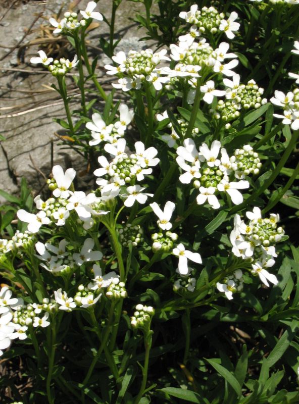Iberis sempervirens (candytuft) (alternate view 4)