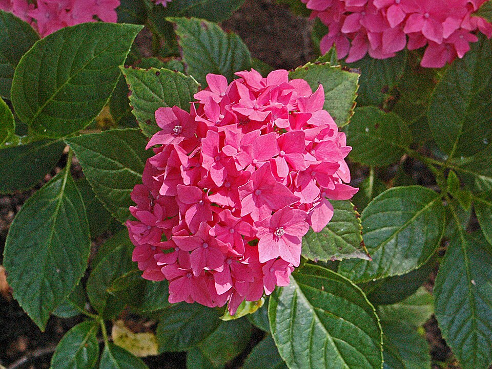 Hydrangea macrophylla 'Pia' (Pia Hydrangea)