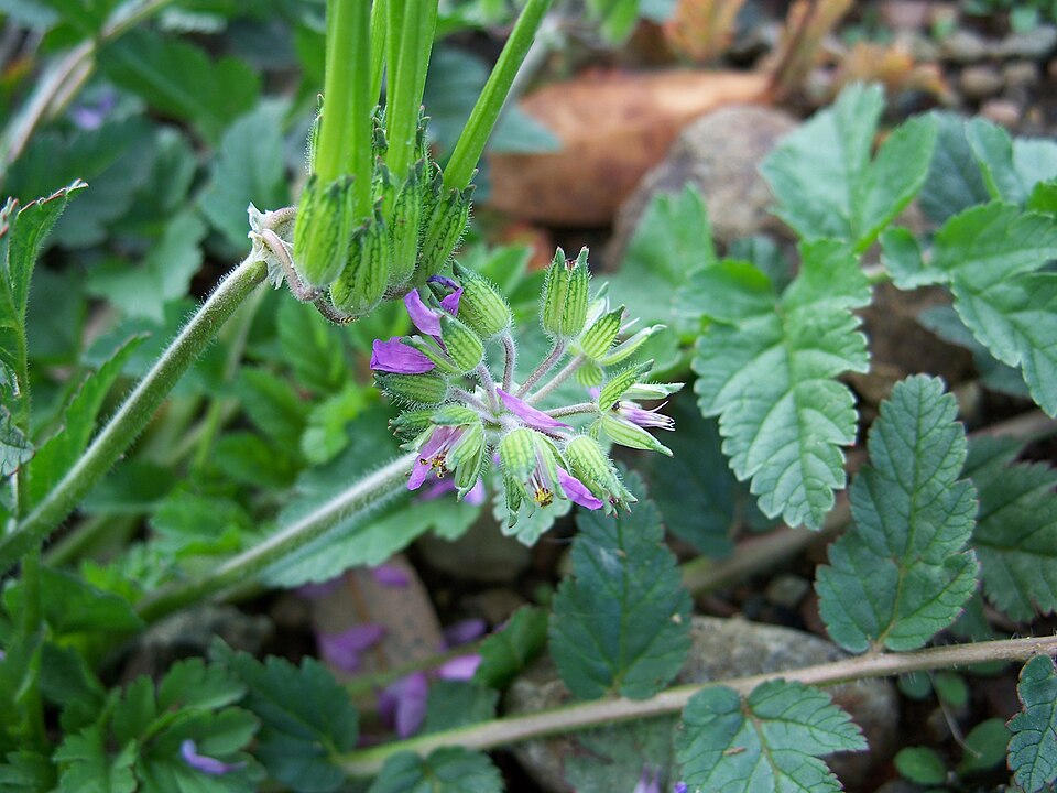 Erodium moschatum (musk stork's-bill)