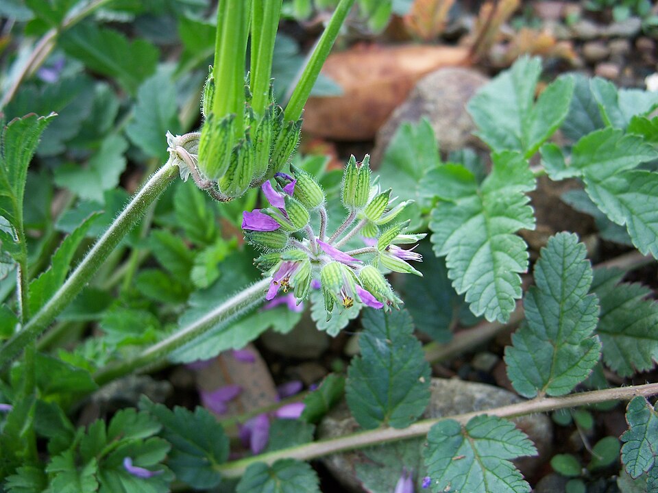 Erodium moschatum (musk stork's-bill)
