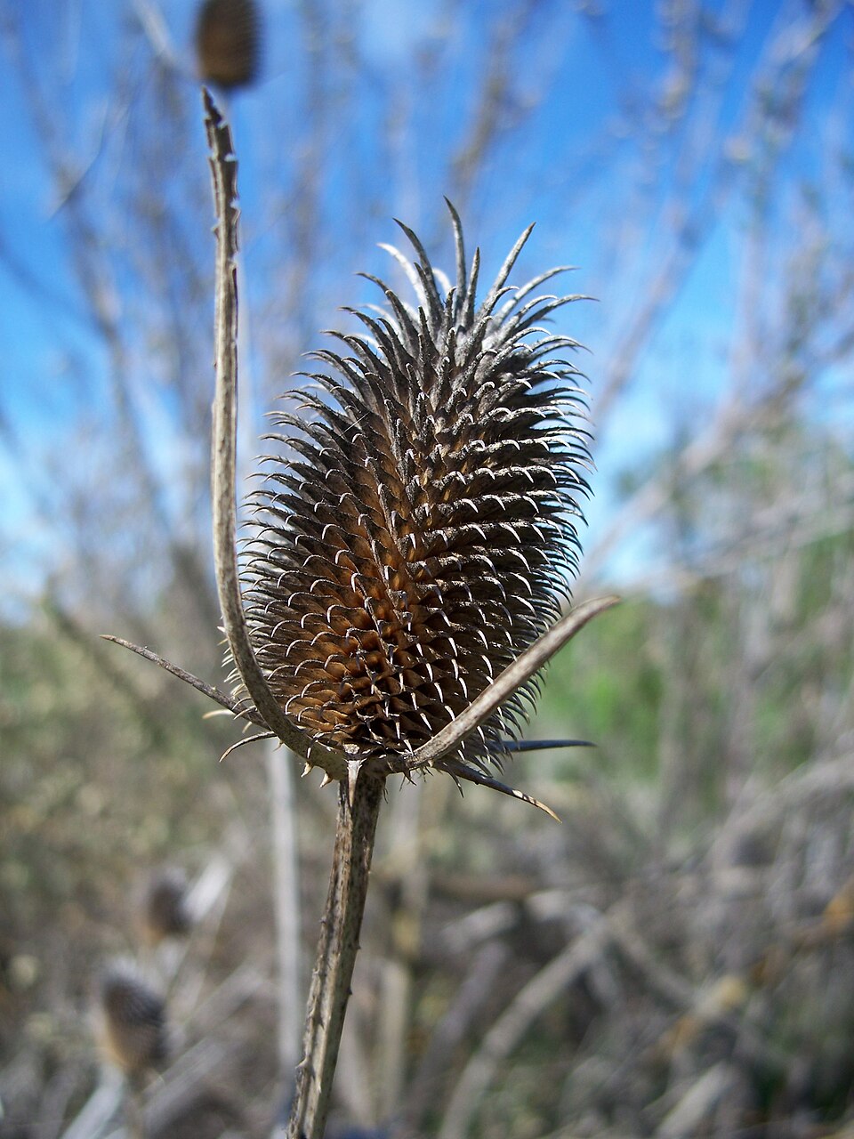 Dipsacus sativus (fuller's teasel) (alternate view 11)