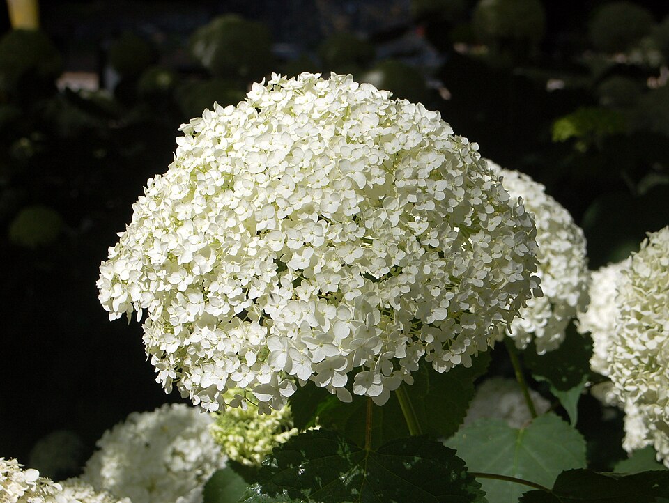 Hydrangea macrophylla 'Mariesii' (Mariesii Hydrangea)