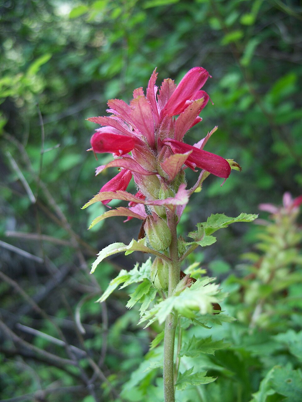 Pedicularis densiflora (Warrior's Plume) (alternate view 2)