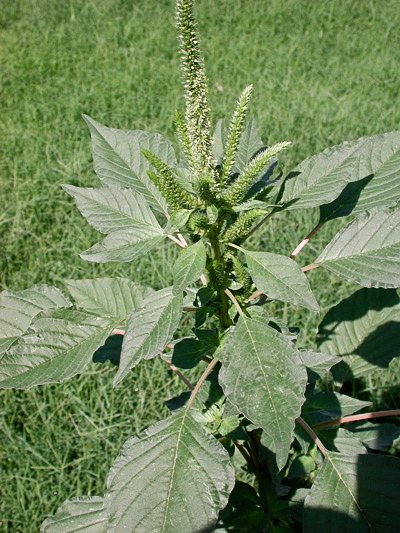 Amaranthus palmeri (Palmer's Amaranth) (alternate view 6)