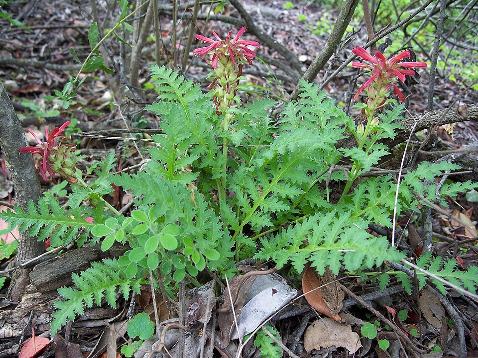 Pedicularis densiflora (Warrior's Plume) (alternate view 3)
