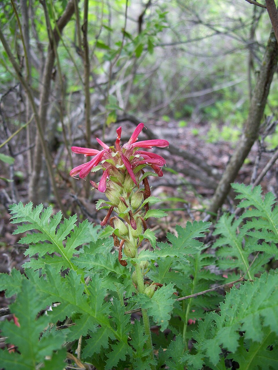 Pedicularis densiflora (Warrior's Plume) (alternate view 4)