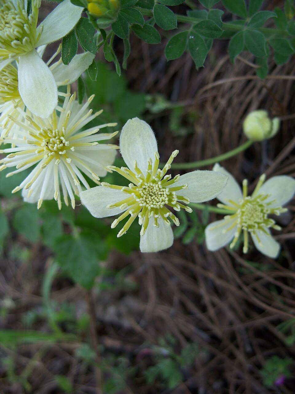 Clematis lasiantha (Pipestem Clematis) (alternate view 6)