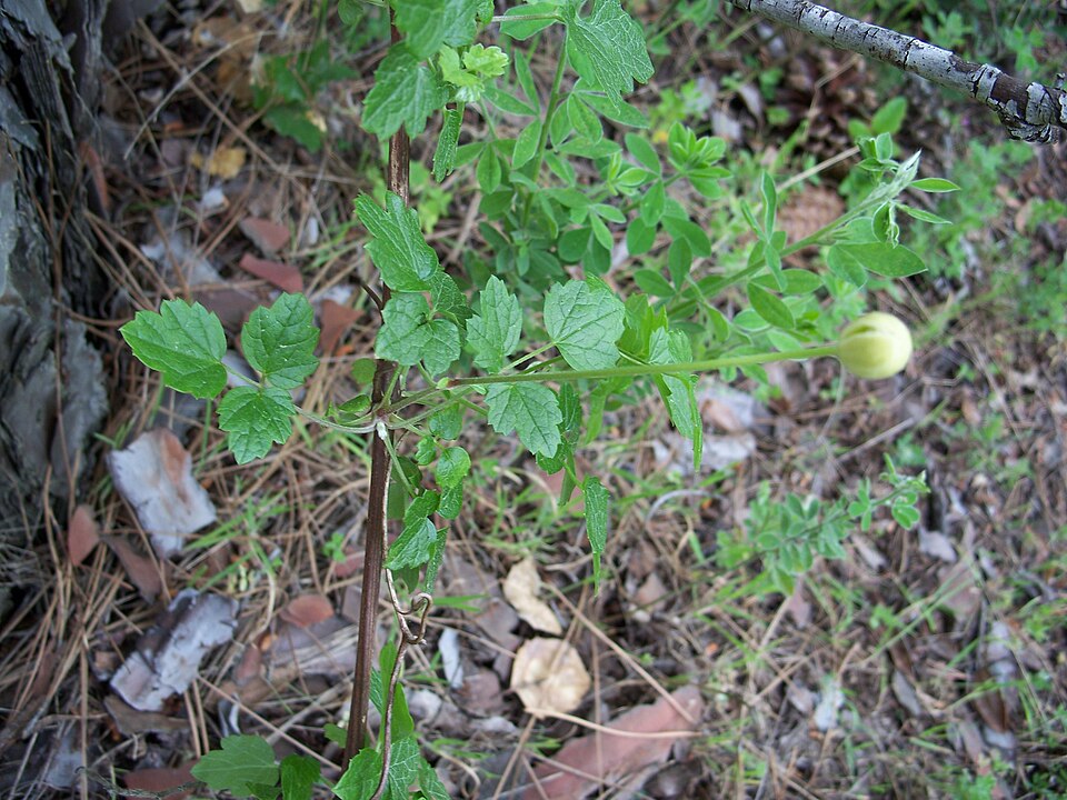 Clematis lasiantha (Pipestem Clematis) (alternate view 7)