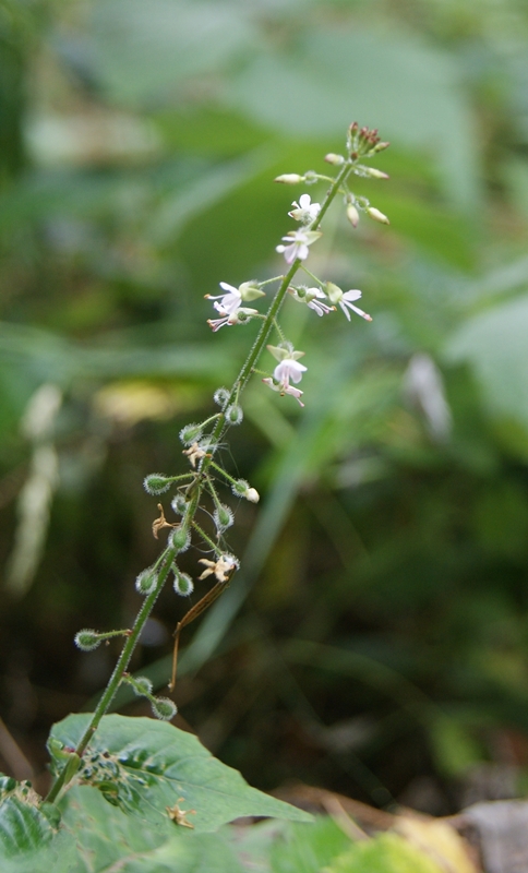 Circaea lutetiana (enchanter's-nightshade)