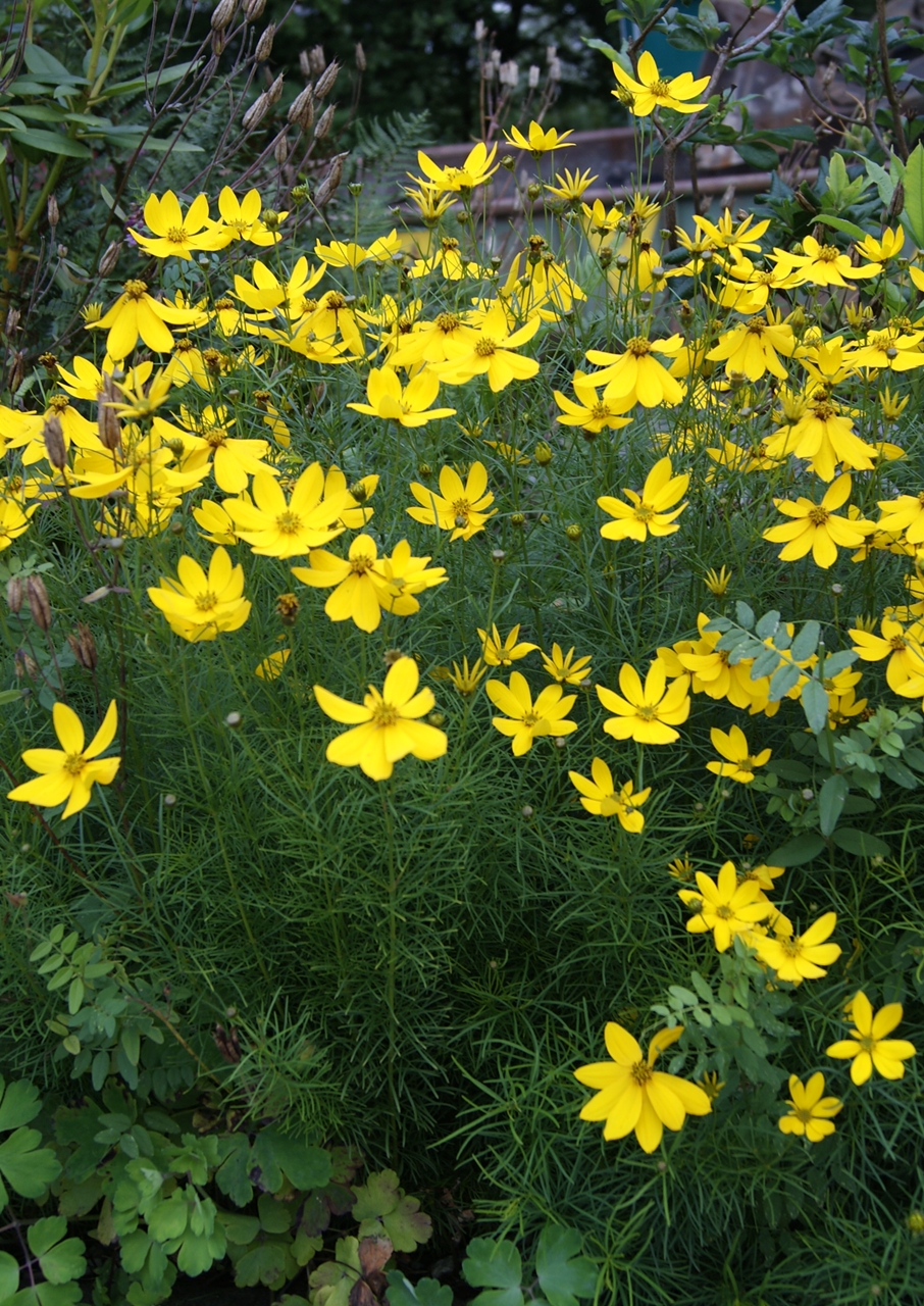 Coreopsis verticillata, Threadleaf coreopsis — spreading deciduous (Asteraceae) (image 8 of 10)