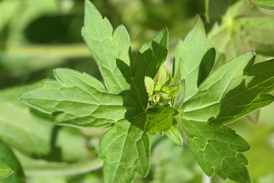 Geranium wlassovianum (Wlassov's Geranium) (alternate view 9)