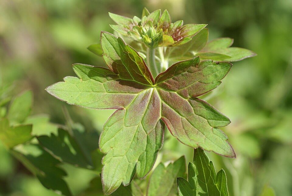 Geranium wlassovianum (Wlassov's Geranium) (alternate view 10)