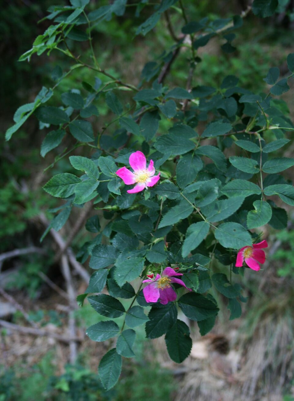 Rosa glauca (redleaf rose) (alternate view 9)