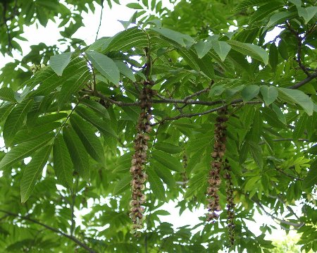 Pterocarya (Wingnut)