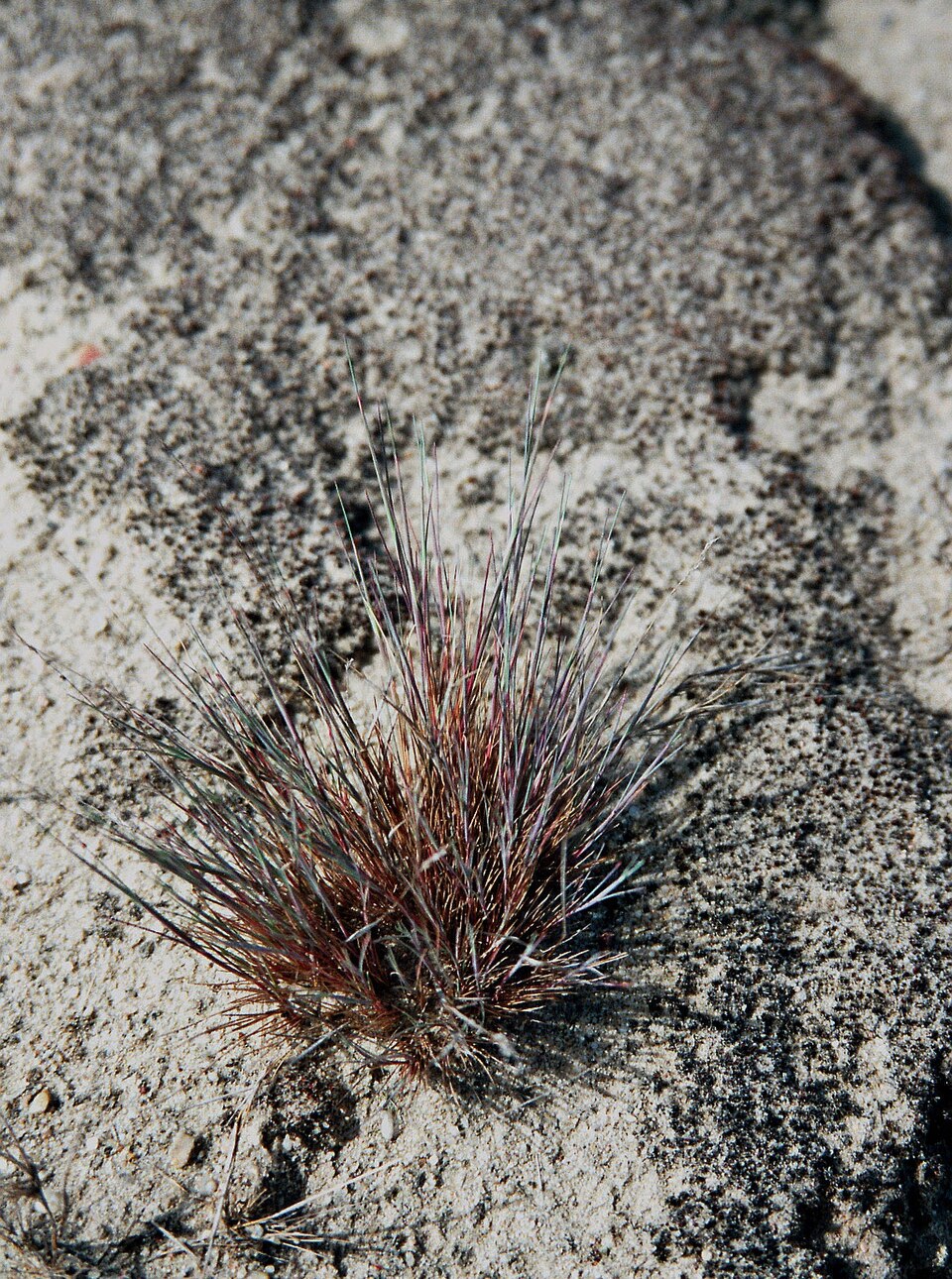 Polytrichum piliferum (bristly haircap moss)