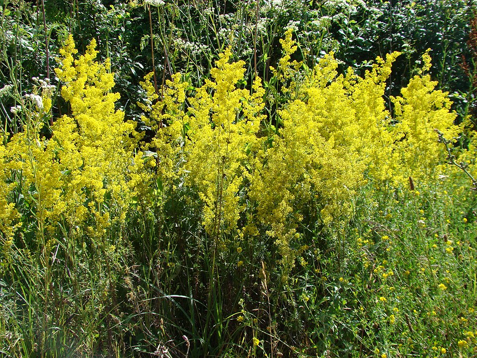 Galium verum (Lady's Bedstraw)