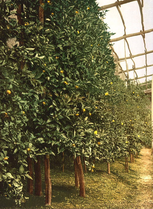Citrus limon, Lemon — upright evergreen (Rutaceae) (image 6 of 9)