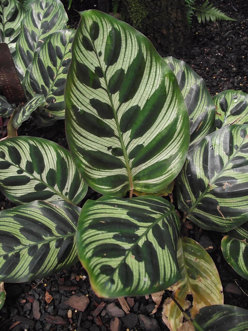 Goeppertia makoyana (Peacock Plant) (alternate view 6)